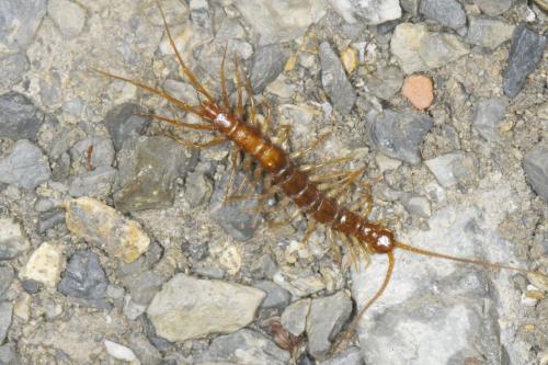 Réf. 345 667 : Eupolybothrus longicornis